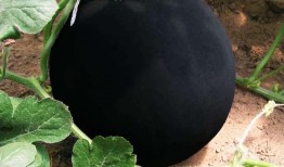 黑瓜吃料网,揭秘美食背后的故事与营养秘密